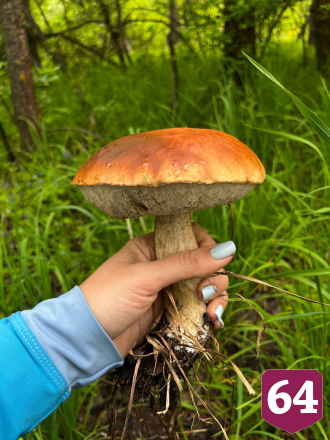 Жительница Энгельса похвасталась гигантским подосиновиком